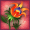 Flame-Coloured Angeloniya