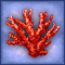 Maroon Coral