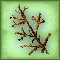 Withered Christmas Tree Branch